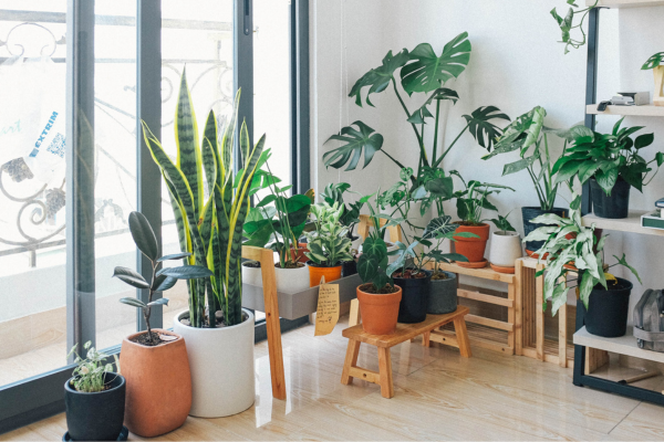 The Magic of Indoor Plant Light Stands