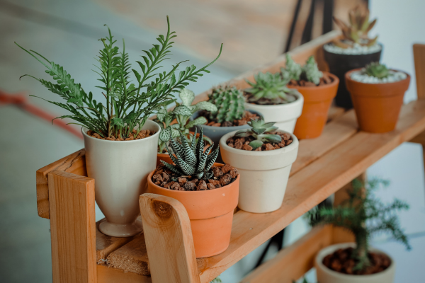 The Magic of Indoor Plant Light Stands