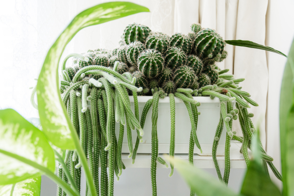 The Magic of Indoor Plant Light Stands